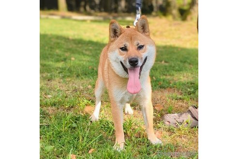 成約済の岐阜県の柴犬-342973の7枚目