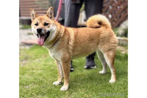 成約済の岐阜県の柴犬-342973の8枚目