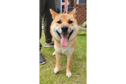 成約済の岐阜県の柴犬-342973の6枚目