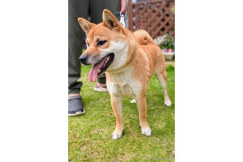 成約済の岐阜県の柴犬-342973の5枚目