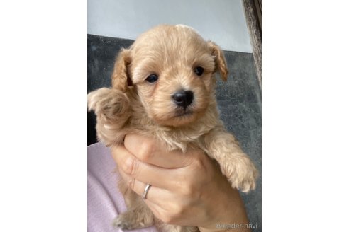 成約済の茨城県のマルプー:マルチーズ×トイプードル-342970の3枚目