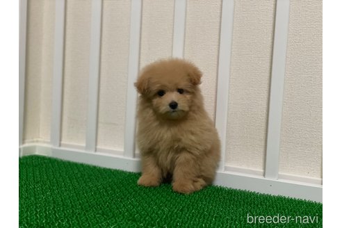 成約済の東京都のチワプー:チワワ×トイプードル-338429の3枚目