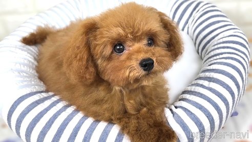 成約済の栃木県のティーカッププードル-331480の8枚目