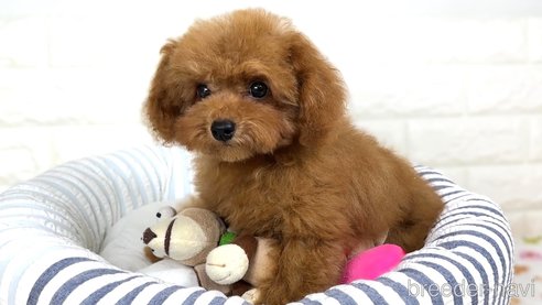 成約済の栃木県のティーカッププードル-331480の5枚目