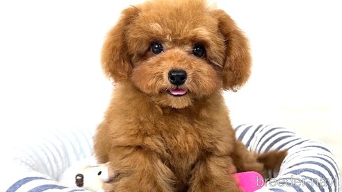 成約済の栃木県のティーカッププードル-331480の3枚目