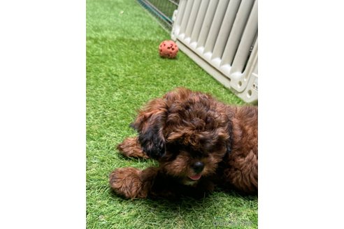 成約済の岐阜県のミックス犬-326849の4枚目