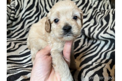 成約済の茨城県のコッカプー:アメリカンコッカースパニエル×トイプードル-342988の12枚目