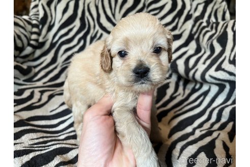 成約済の茨城県のコッカプー:アメリカンコッカースパニエル×トイプードル-342988の4枚目