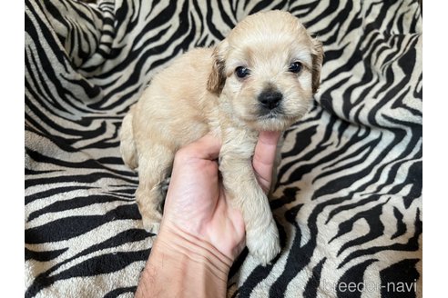 成約済の茨城県のコッカプー:アメリカンコッカースパニエル×トイプードル-342988の9枚目
