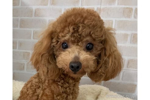 ナッツちゃん1枚目