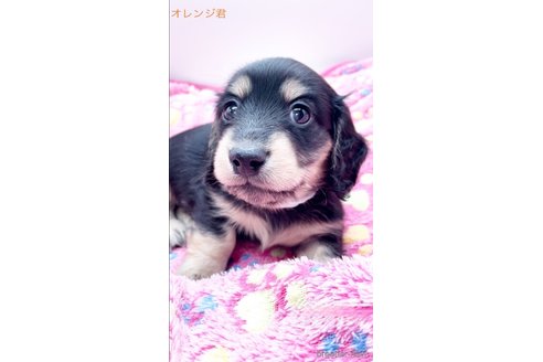 成約済の広島県のミニチュアダックスフンド(ロングヘアード)-342994の19枚目