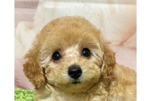 成約済の岡山県のティーカッププードル-339936の9枚目