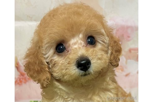 成約済の岡山県のティーカッププードル-339936の10枚目