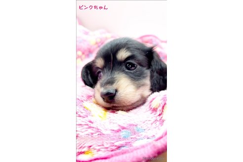 成約済の広島県のミニチュアダックスフンド(ロングヘアード)-343051の1枚目