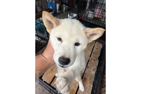 成約済の広島県の柴犬-336947の2枚目