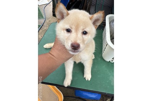成約済の広島県の柴犬-332388の1枚目