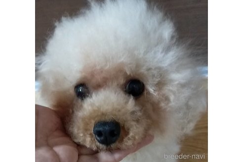 成約済の埼玉県のタイニープードル-343074の4枚目