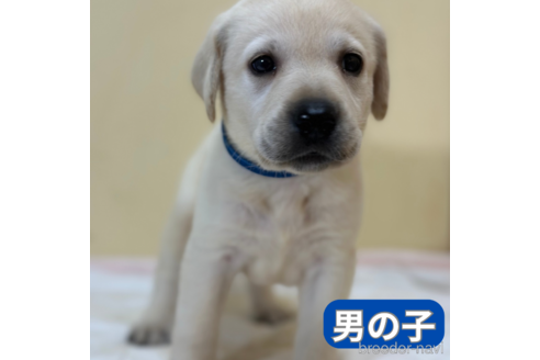 成約済の山口県のラブラドールレトリーバー-343082の8枚目