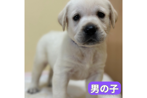 成約済の山口県のラブラドールレトリーバー-343083の9枚目