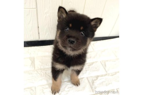 成約済の茨城県のミックス犬-343093の15枚目