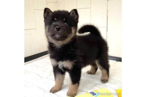 成約済の茨城県のミックス犬-343093の14枚目