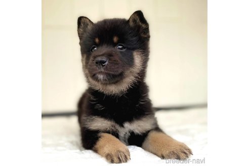 成約済の茨城県のミックス犬-343093の13枚目