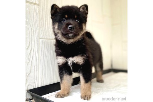 成約済の茨城県のミックス犬-343093の12枚目