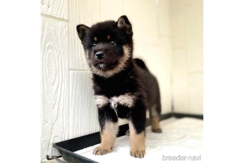 成約済の茨城県のミックス犬-343093の11枚目