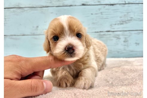 成約済の千葉県のマルプー:マルチーズ×トイプードル-343094の5枚目
