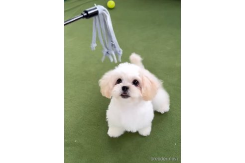 成約済の福岡県のミックス犬-320079の2枚目