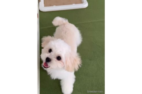成約済の福岡県のミックス犬-320079の3枚目