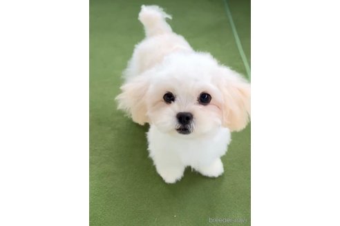 成約済の福岡県のミックス犬-320079の5枚目