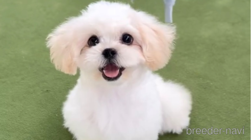 成約済の福岡県のミックス犬-320079の1枚目