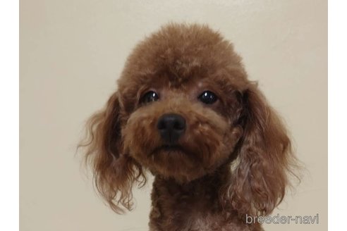 ネネちゃん1枚目