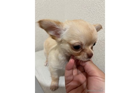 成約済の熊本県のチワワ(ロングコート)-340462の4枚目