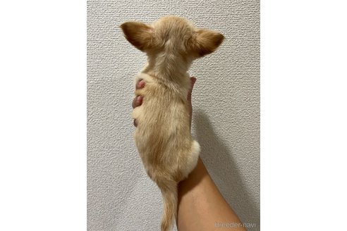 成約済の熊本県のチワワ(ロングコート)-340462の2枚目