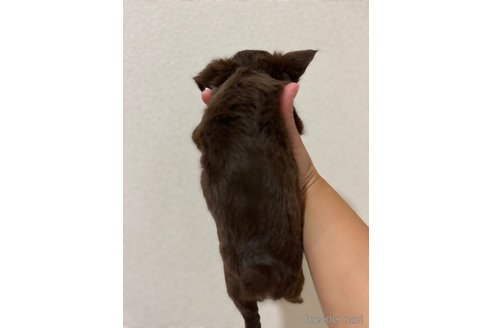 成約済の熊本県のチワワ(ロングコート)-340461の5枚目