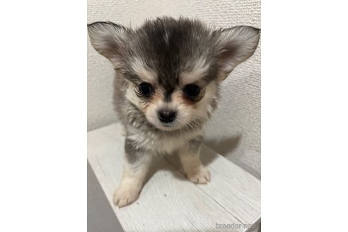 成約済の熊本県のチワワ(ロングコート)-334191の1枚目