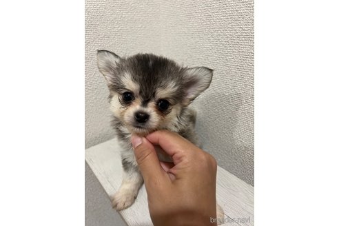 成約済の熊本県のチワワ(ロングコート)-334191の2枚目