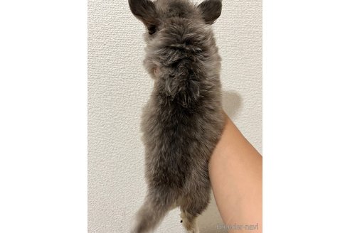 成約済の熊本県のチワワ(ロングコート)-334191の3枚目