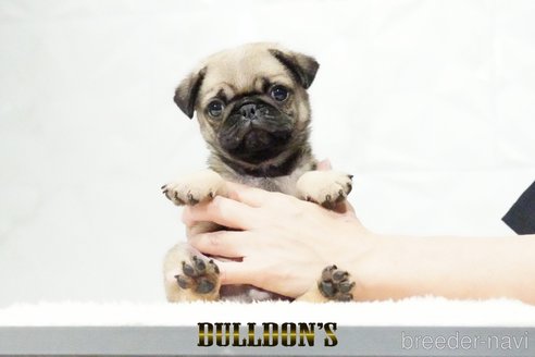 成約済の東京都のパグ-343175の5枚目