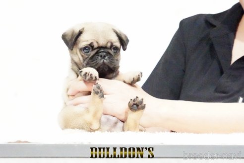 成約済の東京都のパグ-343175の6枚目