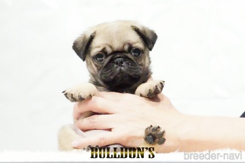 成約済の東京都のパグ-343175の1枚目