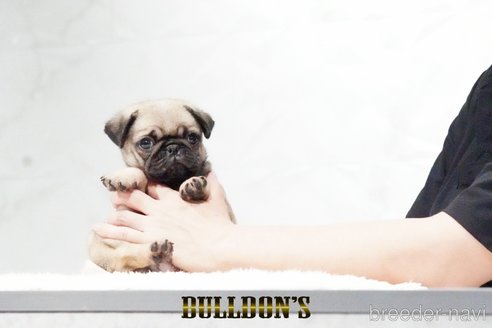 成約済の東京都のパグ-343175の8枚目