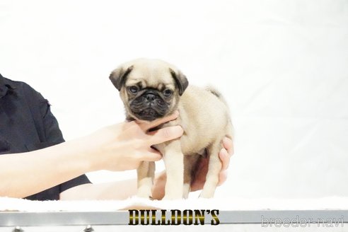 成約済の東京都のパグ-343175の9枚目