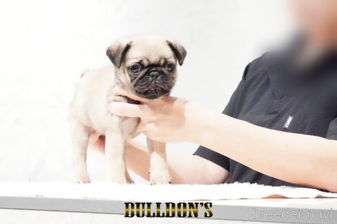 成約済の東京都のパグ-343175の2枚目