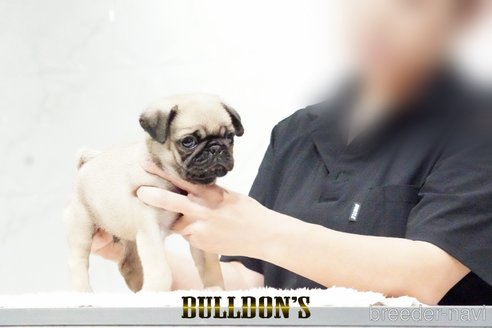 成約済の東京都のパグ-343175の3枚目