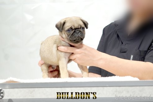 成約済の東京都のパグ-343175の4枚目