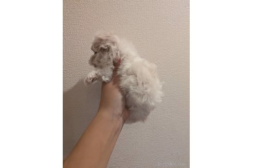 成約済の大阪府のマルチーズ-343173の4枚目