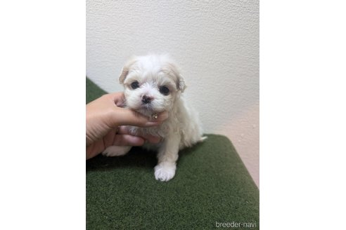 成約済の大阪府のマルチーズ-343173の2枚目